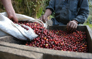 Seed to Cup: The Journey of Coffee | Mauch Chunk Coffee Company