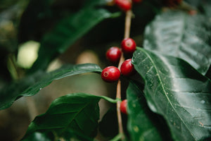 Mauch Chunk Coffee Company