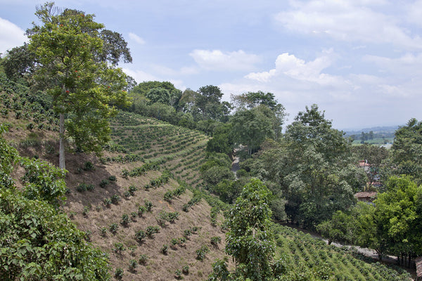 Colombian Valle del Cauca - Mauch Chunk Coffee Company
