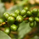 Breakfast Blend (5 lb Wholesale) - Mauch Chunk Coffee Company