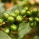 Colombian Valle del Cauca - Mauch Chunk Coffee Company