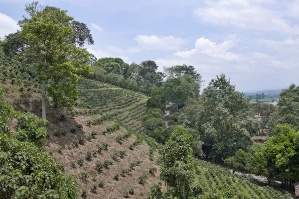 Colombian Valle del Cauca - Mauch Chunk Coffee Company