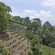 Fall Blend - thumbnail 3