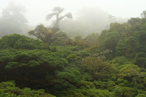 Costa Rican San Lorenzo Tarrazu - Mauch Chunk Coffee Company