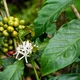 Costa Rican San Lorenzo Tarrazu - Mauch Chunk Coffee Company