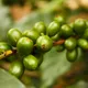 Decaf Colombian Valle del Cauca - Mauch Chunk Coffee Company