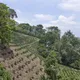 Decaf Colombian Valle del Cauca - Mauch Chunk Coffee Company