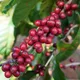 Ethiopian East Harrar Abidir - Mauch Chunk Coffee Company
