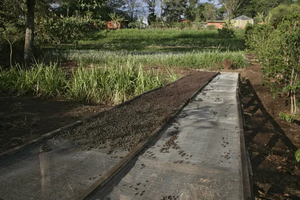 Ethiopian East Harrar Abidir - Mauch Chunk Coffee Company