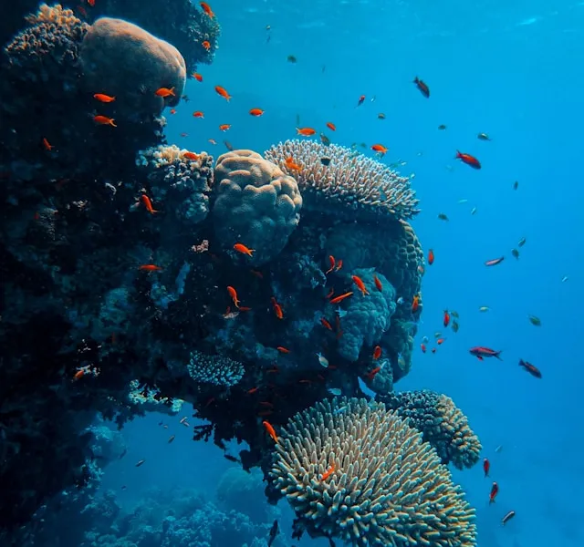 Vibrant underwater coral reef ecosystem