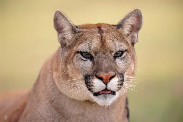 Mountain lion moving through tall grass