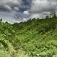 Guatemalan El Pacayal San Miguel - Mauch Chunk Coffee Company