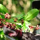 Guatemalan El Pacayal San Miguel - Mauch Chunk Coffee Company