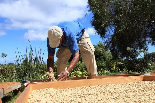 Guatemalan El Pacayal San Miguel - Mauch Chunk Coffee Company