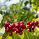 Honduran San Vicente Yojoa - Mauch Chunk Coffee Company
