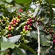 Honduran San Vicente Yojoa - Mauch Chunk Coffee Company