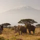 Kenyan Gatamaiyo - Mauch Chunk Coffee Company