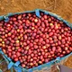 Kenyan Gatamaiyo - Mauch Chunk Coffee Company