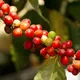 Nicaraguan Mancotal Apanas - Mauch Chunk Coffee Company