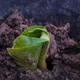 Nicaraguan Mancotal Apanas - Mauch Chunk Coffee Company