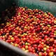 Sumatran Sipangan Bolon - Mauch Chunk Coffee Company