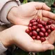 Sumatran Sipangan Bolon - Mauch Chunk Coffee Company