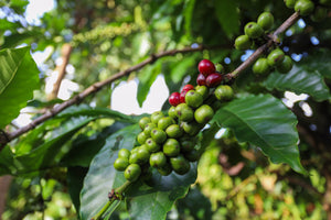Exploring the Terroir of Coffee: How the Place Where Coffee is Grown Can Influence Its Flavor