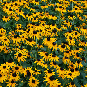 Summer Blend