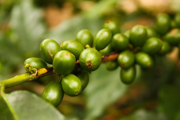 Colombian Valle del Cauca - Mauch Chunk Coffee Company