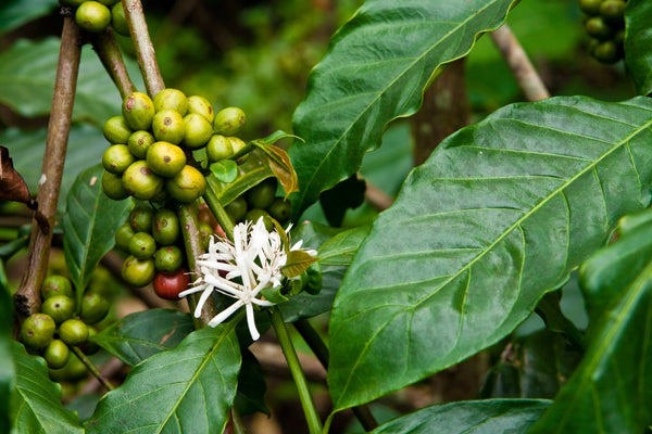 Costa Rican San Lorenzo Tarrazu - Mauch Chunk Coffee Company
