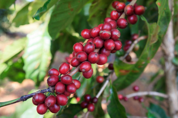 Ethiopian East Harrar Abidir - Mauch Chunk Coffee Company
