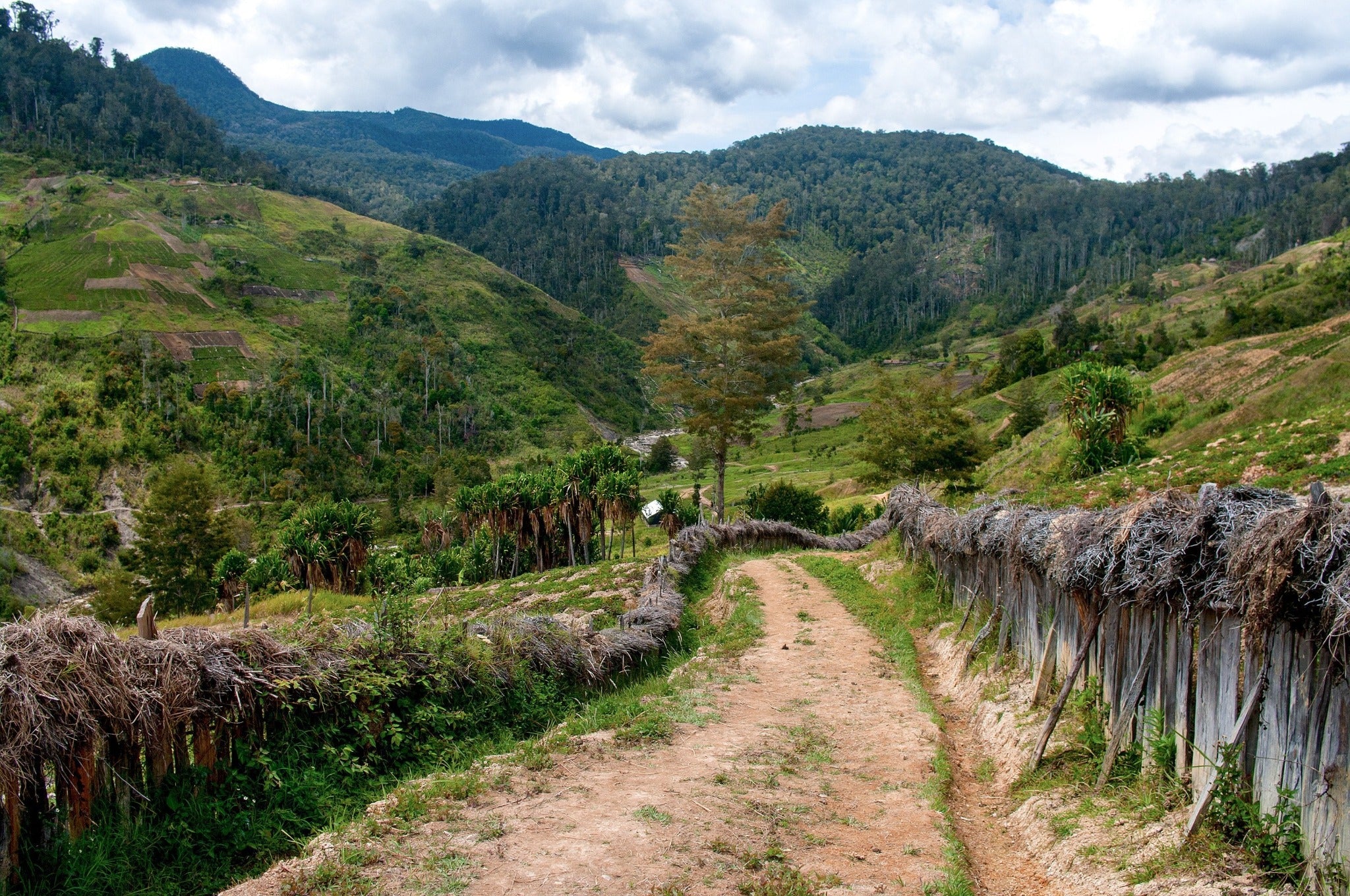Papua New Guinean Mount Bosavi Reserve – Mauch Chunk Coffee Co.
