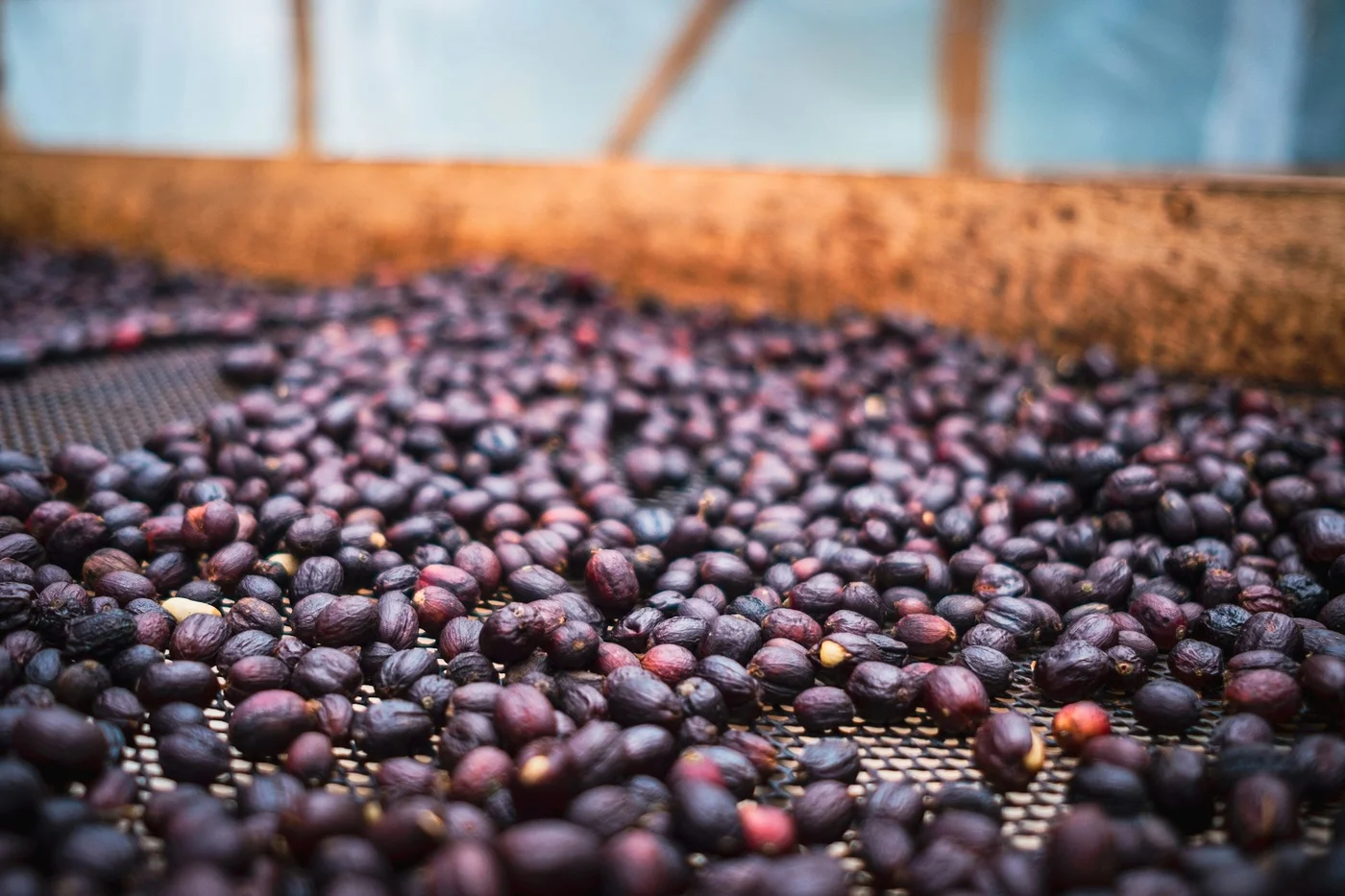 Natural, Washed, and Honey Coffee Processing