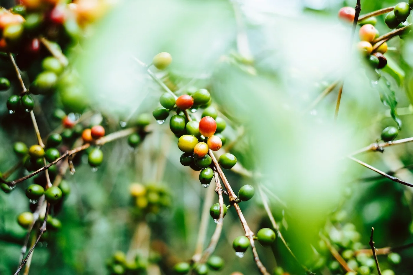 How Terroir Crafts Coffee Character