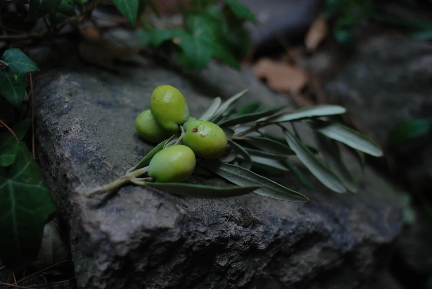 Olive Oil Coffee Explained