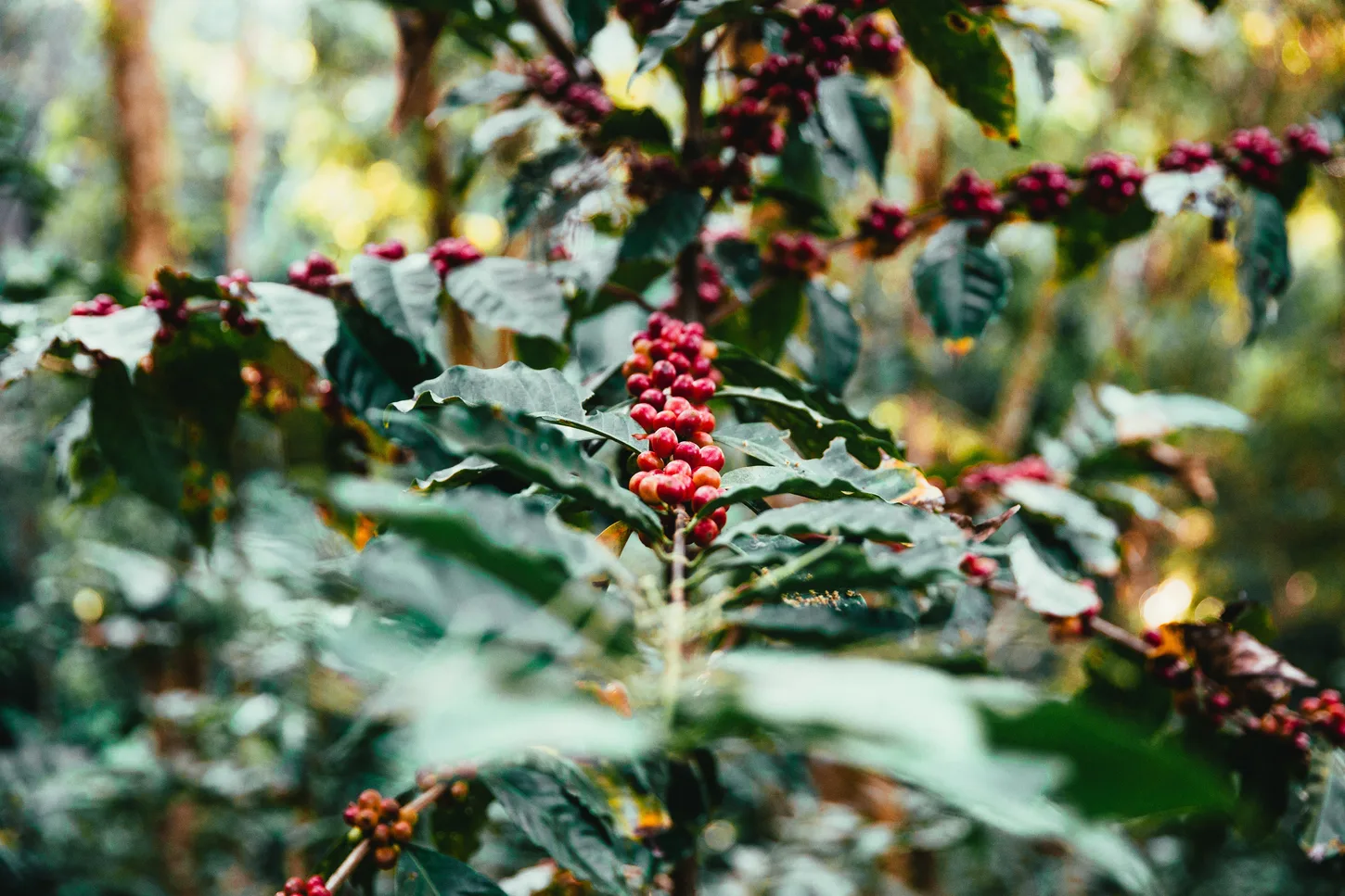 Green coffee cherries growing on the plant