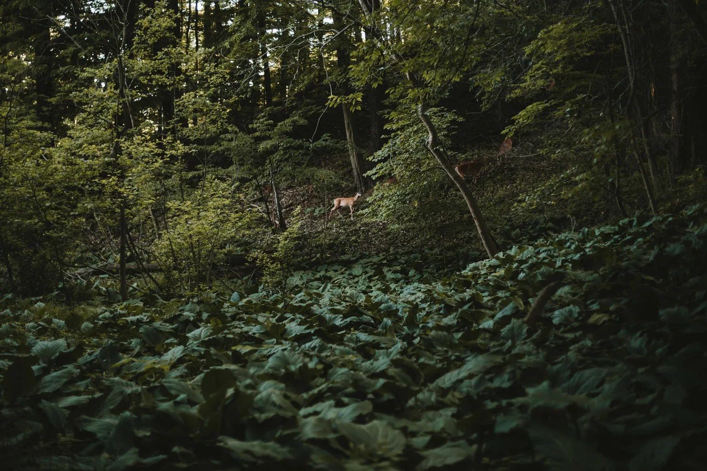 A deer in a lush forest — 1% for the Planet