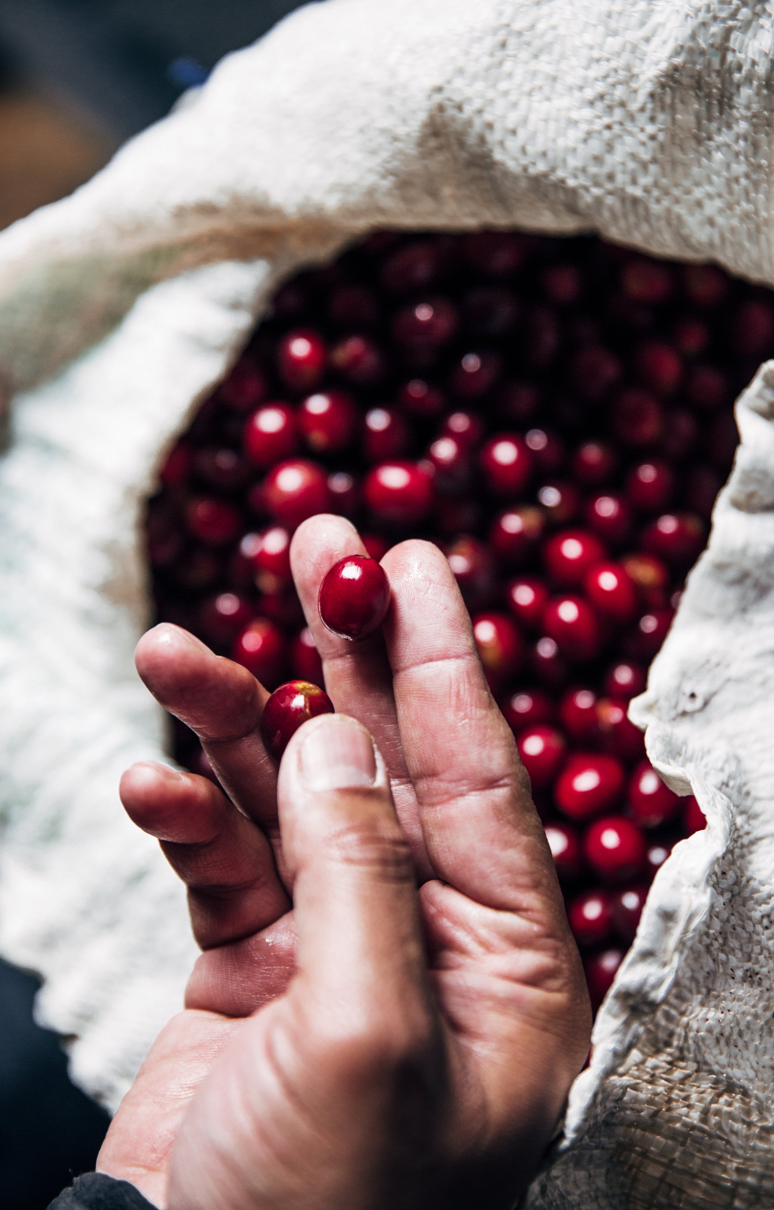 Hand holding freshly picked red coffee cherries